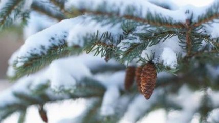 Погода в Украине 12 января: ожидается снег, местами с дождем