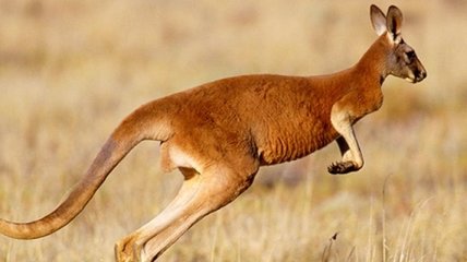 Биологи: существуют леволапые кенгуру 