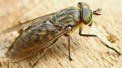 Небезпечна комаха, укус якої викликає дуже неприємні симптоми