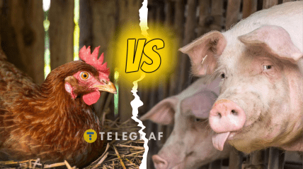 Кури проти свиней