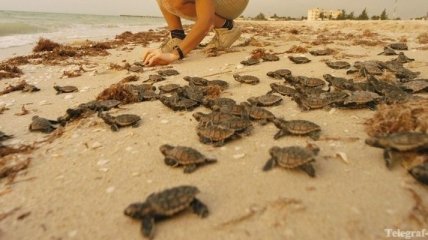 В Мексике регулярно выпускают в море черепашек редкого вида