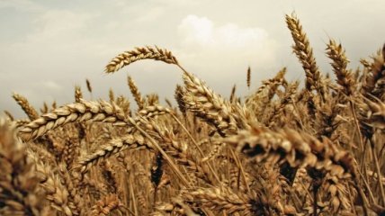 Украина уже экспортировала более 17 млн тонн зерна