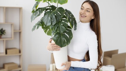 Узнайте, как правильно убирать пыль с комнатных растений