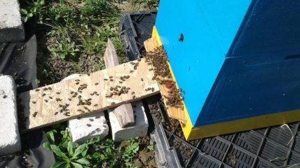 На Волыни массово гибнут пчелы 