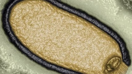 Вірус Pithovirus sibericum, виділений зі зразка вічної мерзлоти віком 30 тисяч років