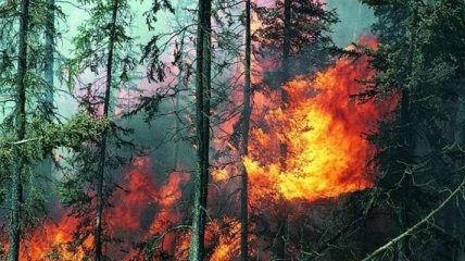 Ученые считают, что лесные пожары полезны для экологии 