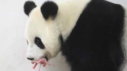 Большая панда Фао Фао произвела на свет первого детеныша (Видео)