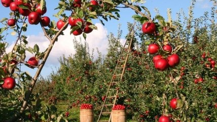 Яблочный Спас 2019: почему нельзя есть яблоки до этого дня
