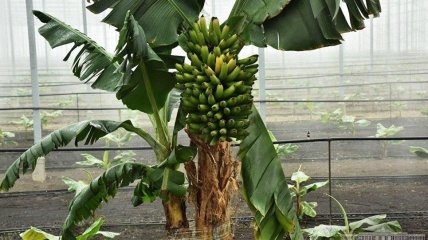 Бананы растут на пальме