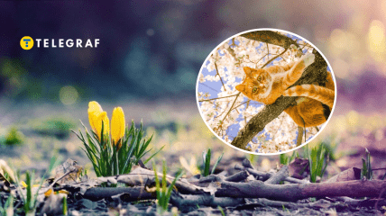 Цветы и кот