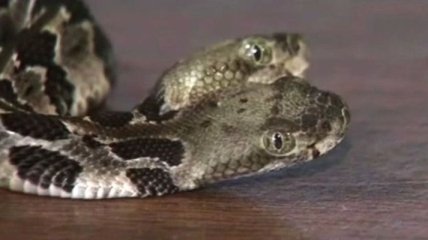 Двухглавую змею обнаружили в лесу США