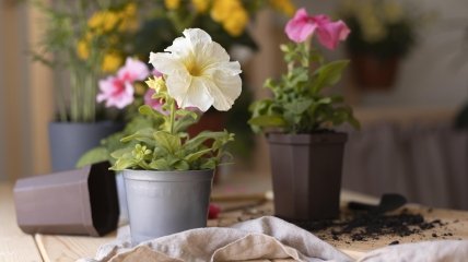 Цветение растений зимой может принести счастье