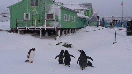 Аномальная зима в Антарктиде: на станцию Академик Вернадский вернулись пингвины 