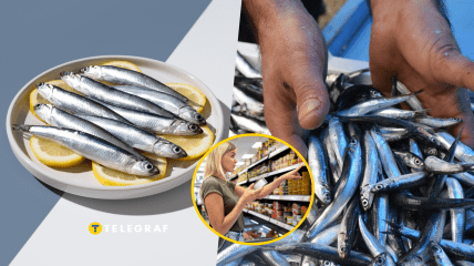 Как отличить анчоус от хамсы