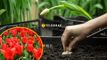 Как сажать тюльпаны осенью