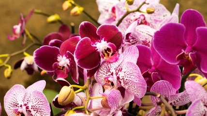 Листя орхідеї потрібно протирати спеціальним настоєм