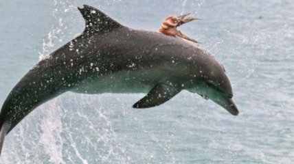 В Австралии осьминог прокатился на дельфине