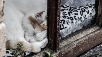 Кот спить на підвіконні