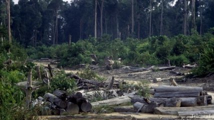 WWF: В связи с пандемией наблюдается массовая вырубка тропических лесов