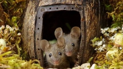 Фотограф, обустроивший деревню для мышей в своем саду, делится милыми снимками