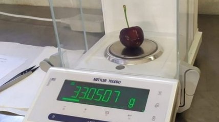 В Италии ягода вишни установила мировой рекорд по размеру: сколько она весит (фото)