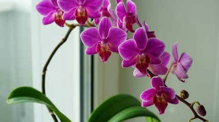 Чому орхідею не радять тримати вдома: всі за і против