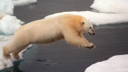 Глобальное потепление заставляет белых медведей голодать