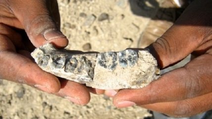 Обнаруженная челюсть от гигантского черепа удивила археологов