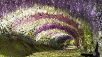 Парк цветов Асикага - чарующее царство глициний (Фото)