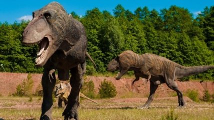 Не командные игроки: выяснено, что динозавры не охотились стаями