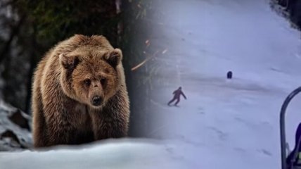 Медведь устроил погоню за лыжником на курорте в Румынии: очевидцы сняли видео