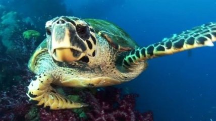 В Тихом океане обнаружена светящаяся черепаха  
