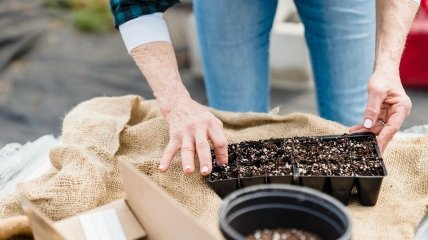 Качество земли важно для растения