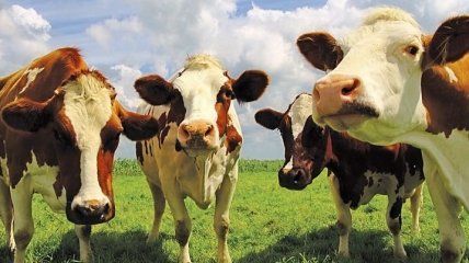 В Украине критически уменьшилось поголовье крупного рогатого скота
