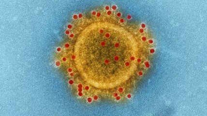 Еволюція пандемічного коронавірусу проклала шлях від тварин до людини 