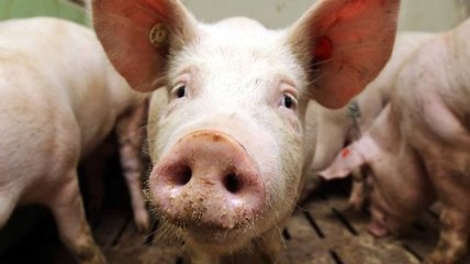 Объемы выращивания свиней в Украине сократились