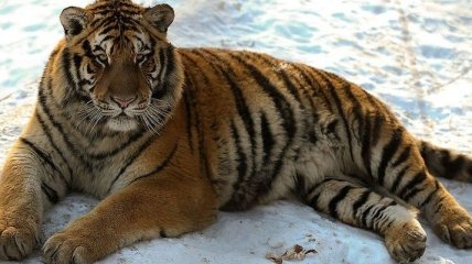 Очень смешное явление: амурские тигры растолстели в китайском зоопарке 
