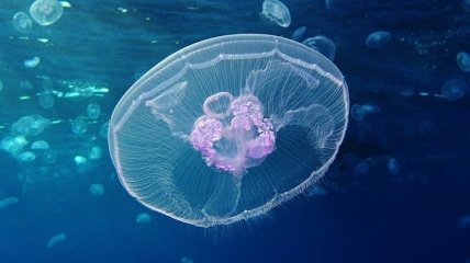 Скоростные киборги: ученые "прокачали" медуз (Видео)
