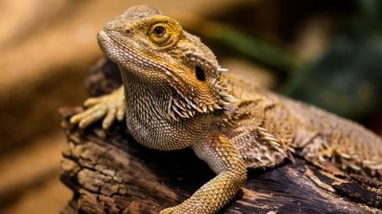 Рептилии тоже могут видеть иллюзии: новое исследование