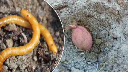 Проволочники — это личинки жука‑щелкуна, которые развиваются в почве