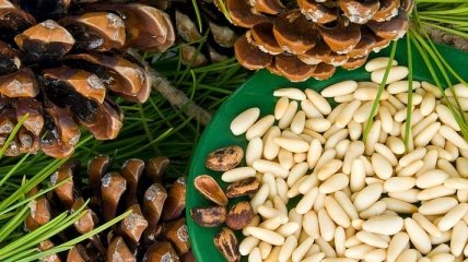 Какими лечебными свойствами обладают кедровые орехи