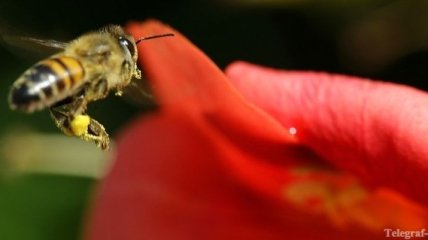 Пчелы башкирской породы отправилась в Германию 