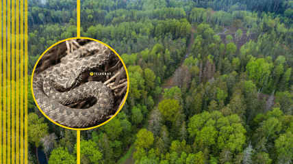 Пресмыкающихся можно встретить не только в лесу