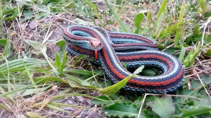 У этой змеи очень необычная расцветка.