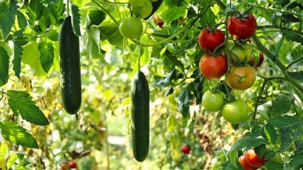 Огірки та помідори – несумісні на одній ділянці