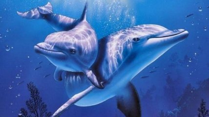 Морские биологи раскрыли феномен дельфинов