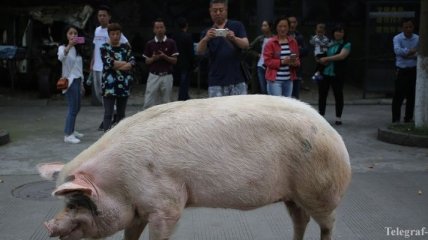 ООН предупреждает страны Азии об африканской чуме свиней из Китая
