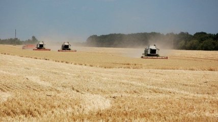 Сколько Украина уже намолотила зерновых