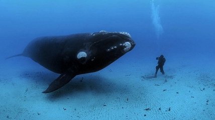 Обитатели подводного мира в объективе Брайана Скерри (Фото)