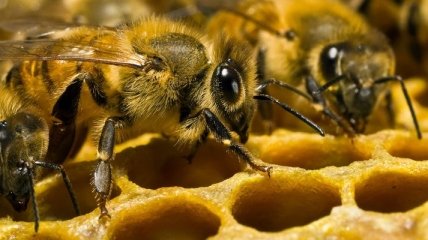 Ученые: Пчелы могут спасти человечество от вымирания